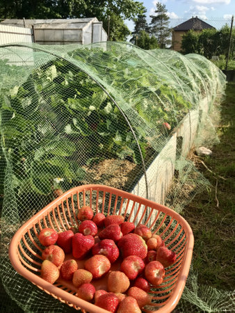 An orange basket with bright red strawberries is located next to green strawberry bushes covered with a thin transparent net against birds in the farmers gardenの写真素材