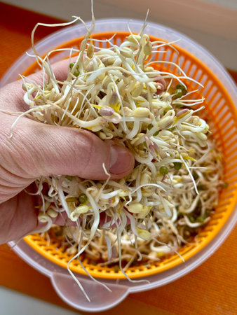 The farmers hand holds micro-greenery in his hands. A mound of sprouted mung beans with small roots for consumption in an orange bowl on an orange background. Close-up.の写真素材