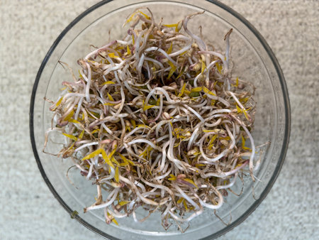 Micro-greenery. Sprouted mung beans, green mung beans in a glass bowl on the table. Juicy seedlings. Healthy food for vegans. Close-up.の写真素材