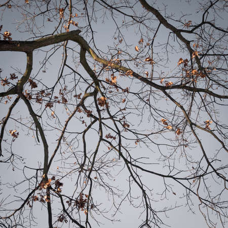 autumn treeの写真素材