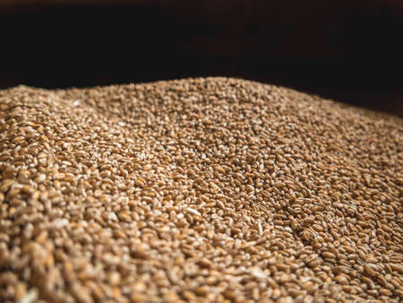 Grains of wheat against black backdropの写真素材