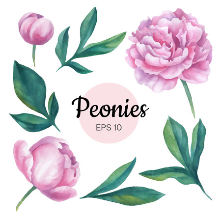 Vector set of watercolor peony flower isolated on white background. Hand-drawn illustrationのイラスト素材