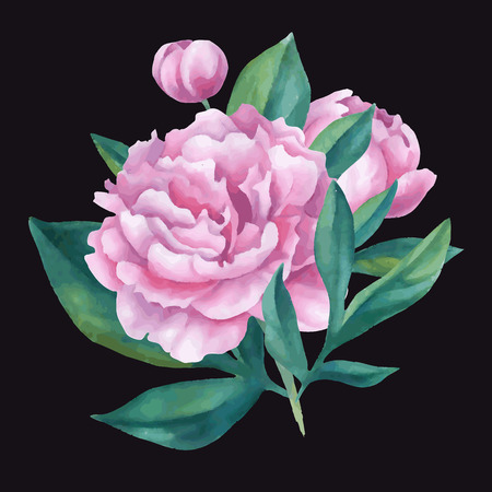 Vector isolated bouquet of  watercolor peonies. Great for greeting card, invitation card for wedding, birthday and other holiday and summer backgroundのイラスト素材