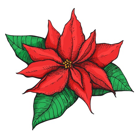 Hand drawn Poinsettia. Christmas Star. Christmas and holiday decor.のイラスト素材