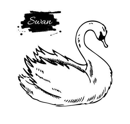 Swan.  ink artistic illustration. Great for wedding and valentine day.のイラスト素材