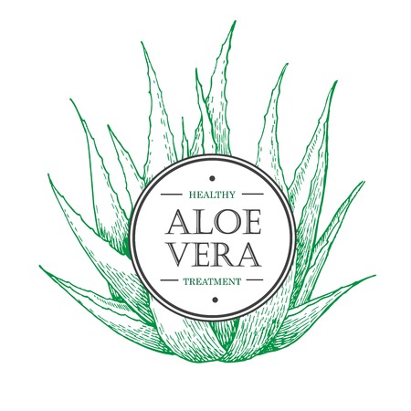 botanical Aloe Vera. Engraved illustration. Lableのイラスト素材