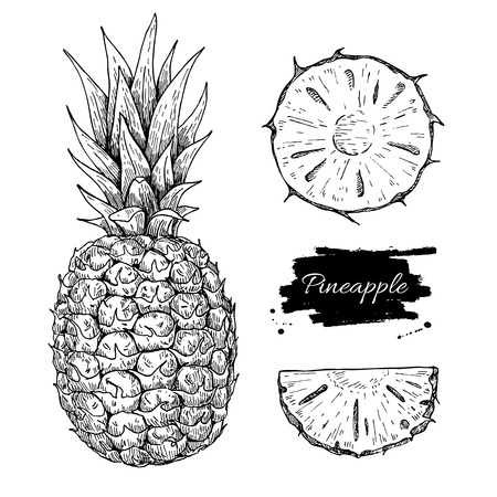 Vector hand drawn pineapple and sliced pieces set. Tropical summer fruit engraved style illustration. Detailed food drawing. Great for label, poster, printのイラスト素材