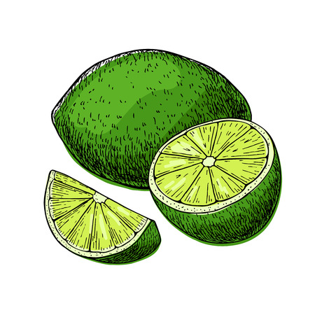 Vector hand drawn lime fruit with sliced peaces.のイラスト素材