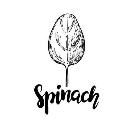 Spinach leaf hand drawn vector. Isolated Spinach leaf drawing on white background. Vegetable engraved style illustration. Detailed botanical drawing. Farm market productのイラスト素材