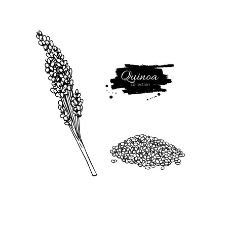 Quinoa vector superfood drawing. Isolated hand drawn  illustration on white background. Organic healthy food. Great for banner, poster, labelのイラスト素材