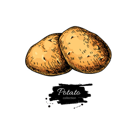 Potato vector drawing. Isolated hand drawn potatoes . Vegetableのイラスト素材
