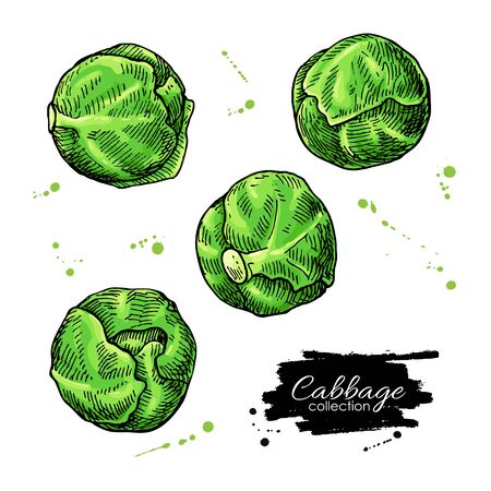Brussel sprout hand drawn vector illustrations. Vegetable artistic style objects. Isolated brussel cabbage set. Detailed vegetarian food drawing.market product.のイラスト素材