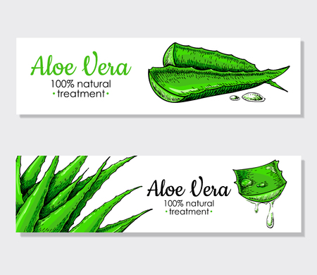 Vector aloe vera hand drawn banner.  Natural cosmetic ingredient. Botanical drawing of lemongrass plant . Herbal treatment. Great for poster, label, brochure, template, flyer, business promote.のイラスト素材