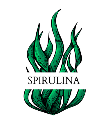 Spirulina algae hand drawn vector. Isolated  label on white background. Superfood artistic style illustration. Organic healthy food sketchのイラスト素材