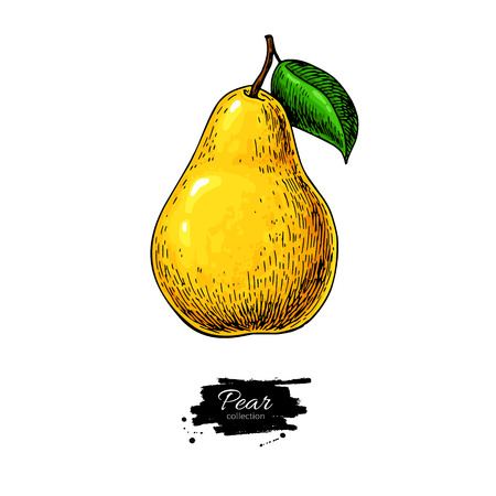 Pear vector drawing. Isolated hand drawn object on white backgroのイラスト素材