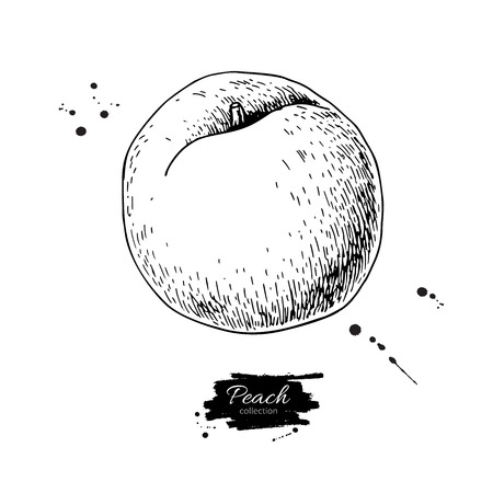 Peach vector drawing. Isolated hand drawn object on white backgrのイラスト素材