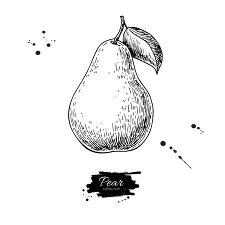 Pear vector drawing. Isolated hand drawn object on white backgroのイラスト素材