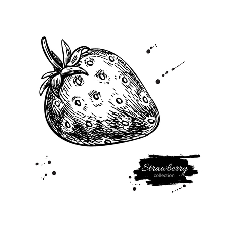 Strawberry vector drawing. Isolated hand drawn berry on white background. Summer fruit engravedのイラスト素材