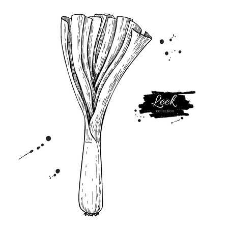 Leek hand drawn vector illustration. Isolated Vegetable engraved style object with sliced pieces.のイラスト素材