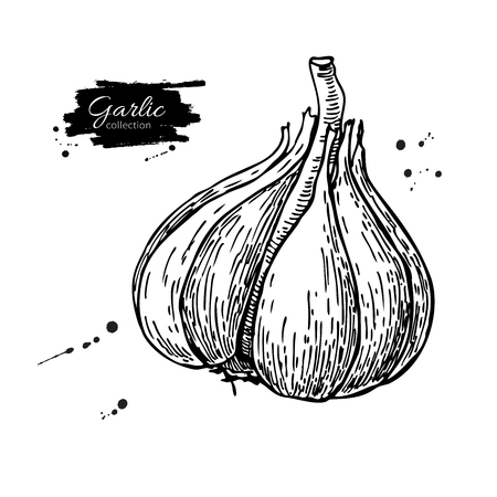 Garlic hand drawn vector illustration. Isolatedのイラスト素材