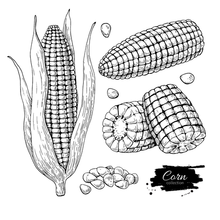 Corn hand drawn vector illustration set. Isolated Vegetable engraved style object. Detailed vegetarian foodのイラスト素材