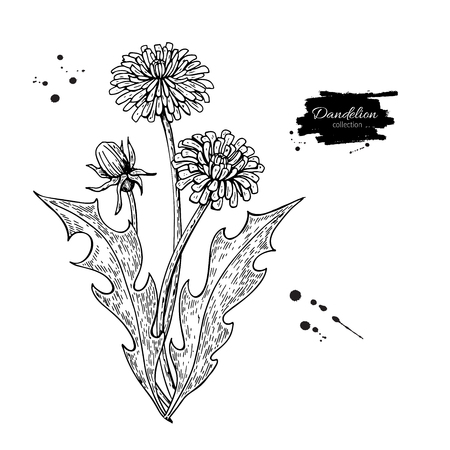 Dandelion flower vector drawing set. Isolated  wild plant and leaves. Herbal engraved style illustration. Detailed botanical sketchのイラスト素材