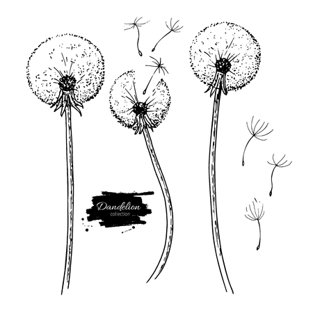 Dandelion flower vector drawing set. Isolated  wild plant and flying seeds. Herbal engraved style illustration. Detailed botanical sketchのイラスト素材