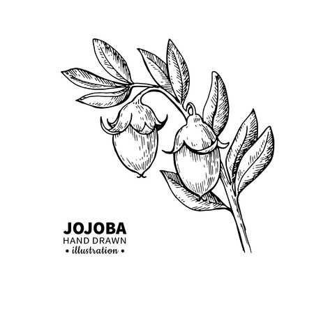 Jojoba vector drawing. Isolated vintage  illustration of branch and fruit. Organic essential oil engraved style sketch. Beauty and spa, cosmetic ingredient. Great for label, poster, flyer, packaging design.のイラスト素材
