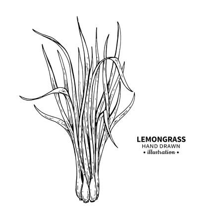 Lemongrass vector drawing. Isolated vintage  illustration of leaves. Organic essential oil engraved style sketch. Beauty and spa, cosmetic and tea ingredient. Great for label, poster, flyer, packaging design.のイラスト素材