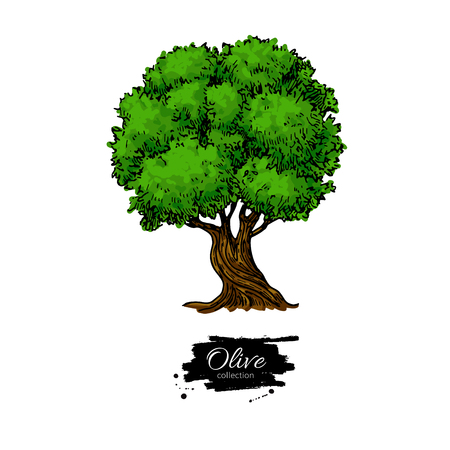 Olive tree. Hand drawn vector illustration. Vintage botanical drawing.のイラスト素材