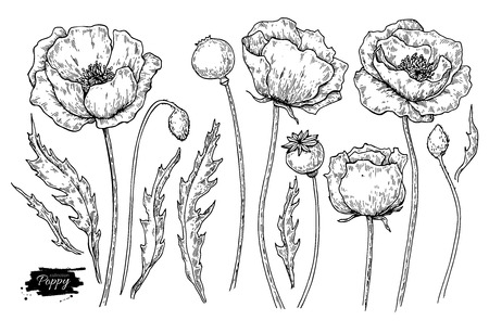 Poppy flower vector drawing set. Isolated wild plant and leaves. Herbal engraved style illustration.のイラスト素材