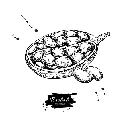 Baobab fruit hand drawn illustration.のイラスト素材
