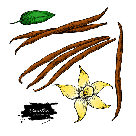Vanilla flower and bean stick drawing.のイラスト素材