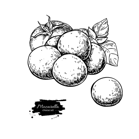Mozzarella cheese vector drawing. Hand drawn baby mozzarella.のイラスト素材