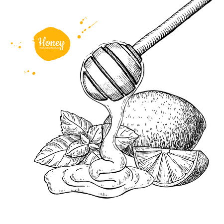 Honey with lemon and mint vector drawing. Wooden spoon, honey drのイラスト素材