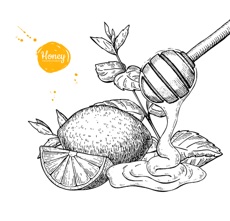 Honey with lemon and mint vector drawing. Wooden spoon, honey drのイラスト素材