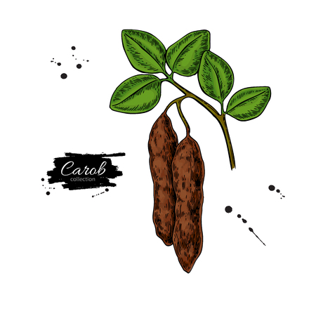 Carob branch vector superfood drawing. Isolated hand drawnのイラスト素材