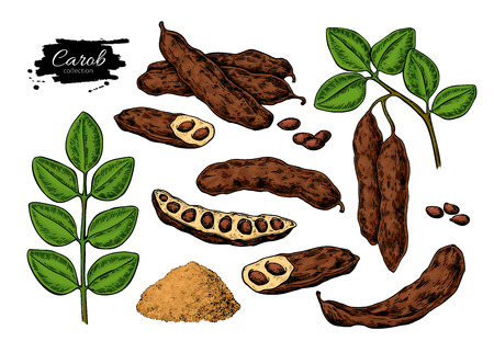 Carob vector super food drawing set. Isolated hand drawnのイラスト素材