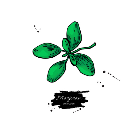 Marjoram vector hand drawn illustration. Isolated spice object.のイラスト素材