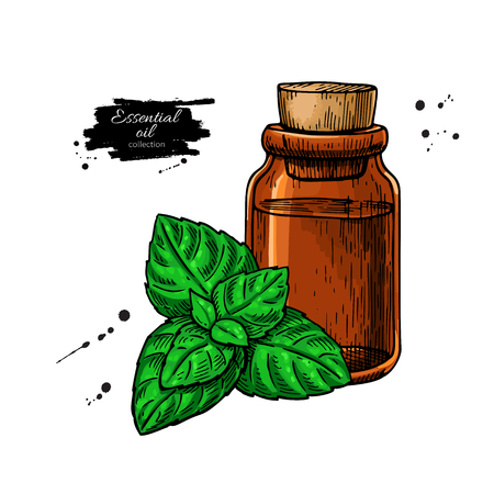 Mint essential oil bottle and peppermint leaves hand drawn Vector illustration.のイラスト素材