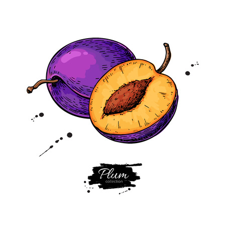 Plum vector drawing. Hand drawn fruit and sliced pieces.  Summer food illustration. Detailed vegetarian sketch. Great for label, poster, print, menu, packaging designのイラスト素材