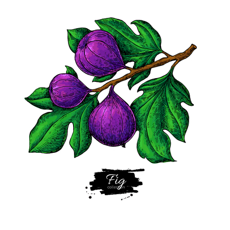 Fig branch vector drawing Hand drawn isolated fruit. Summer food illustration. Detailed vintage botanical sketch. Great for label, poster, print, menuのイラスト素材