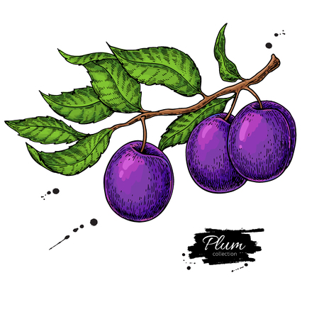 PrintPlum branch vector drawing. Hand drawn isolated fruitの写真素材