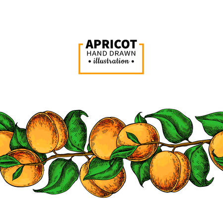 Apricot branch border designのイラスト素材