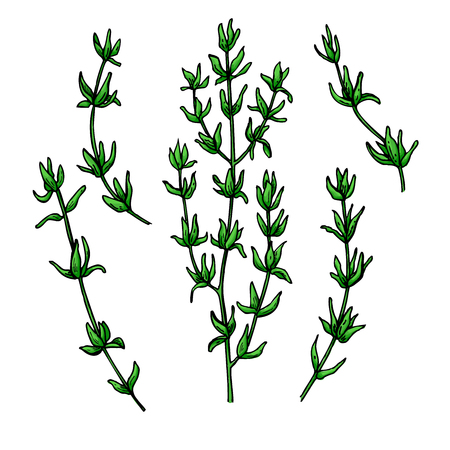 Thyme vector drawing. Isolated thyme plant with leaves.のイラスト素材