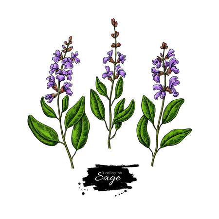 Sage vector drawing set. Isolated plant with flower and leaves. Herbalのイラスト素材