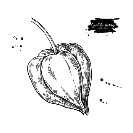 Physalis fruit vector drawing. Golden berry sketch. Vintage engraved illustration of superfood.のイラスト素材