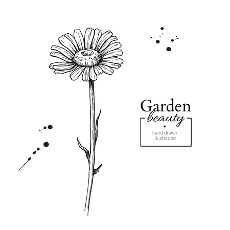 Daisy flower drawing. Vector hand drawn engraved floral set. Chaのイラスト素材