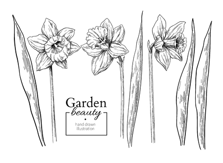 Daffodil flower and leaves drawing. Vector hand drawn engraved floral set. Botanical black ink sketch. Great for tattoo, invitations, greeting cards, decorのイラスト素材