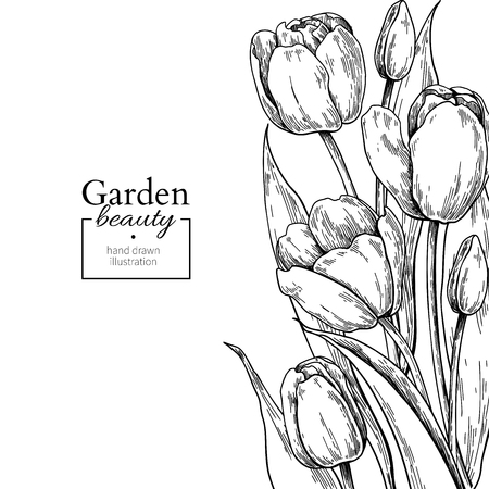 Tulip flower and leaves drawing border. Vector hand drawn engraved floral frame.のイラスト素材